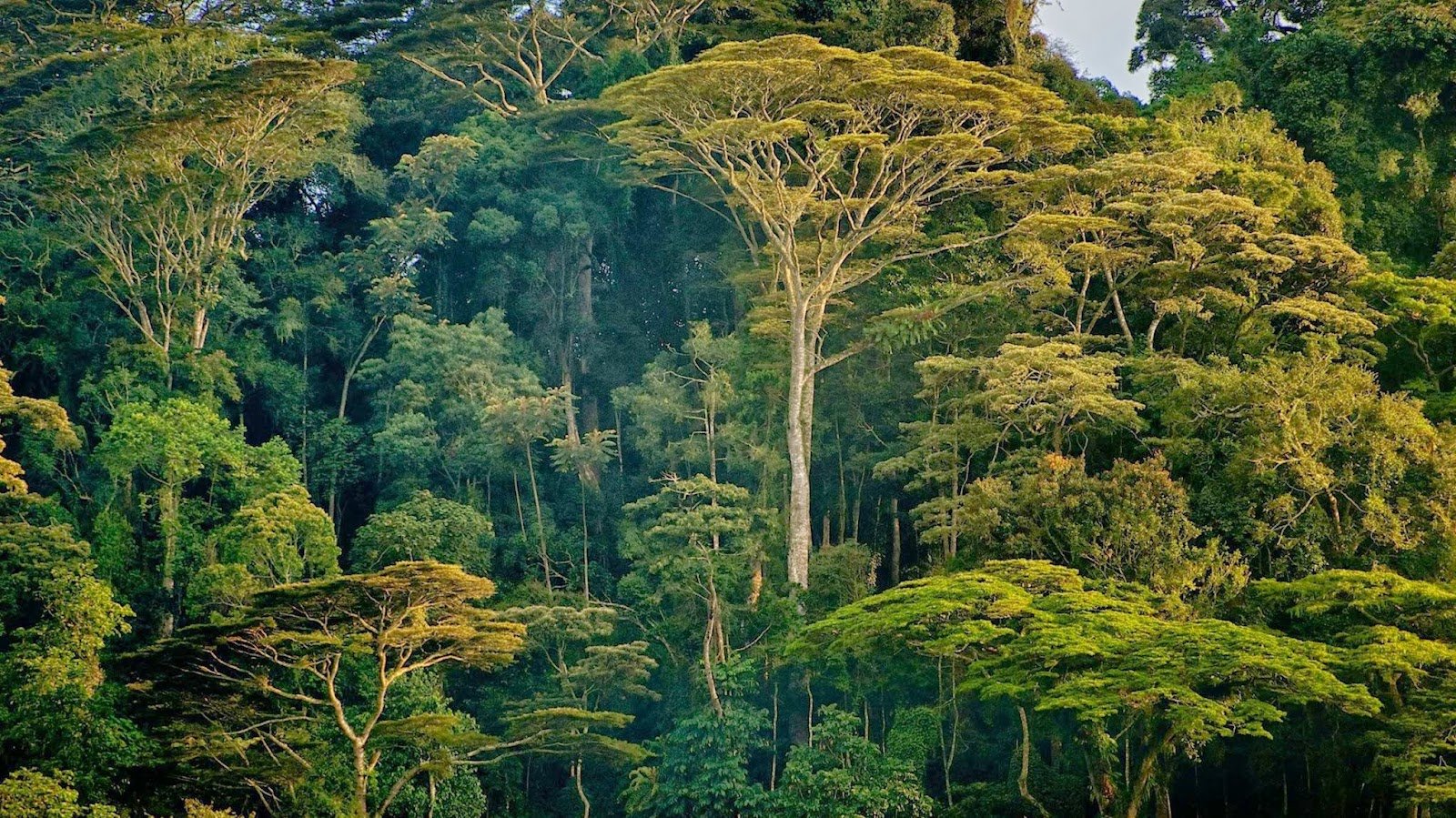 Природная зона влажные экваториальные тропические леса. Джунгли Сельва Мексика. Тропические леса Танзании. Вечнозеленые тропические дождевые леса. Тропические дождевые леса Африка.