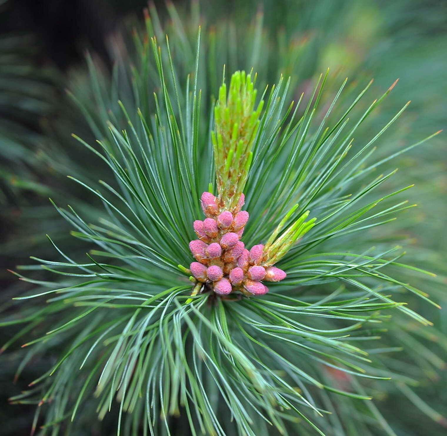 Хвойные цветут. Сосна Кедровая цветение. Сосна Кедровая европейская. Сосна Ма́ссона (Pinus massoniana). Сосна Горная цветение.
