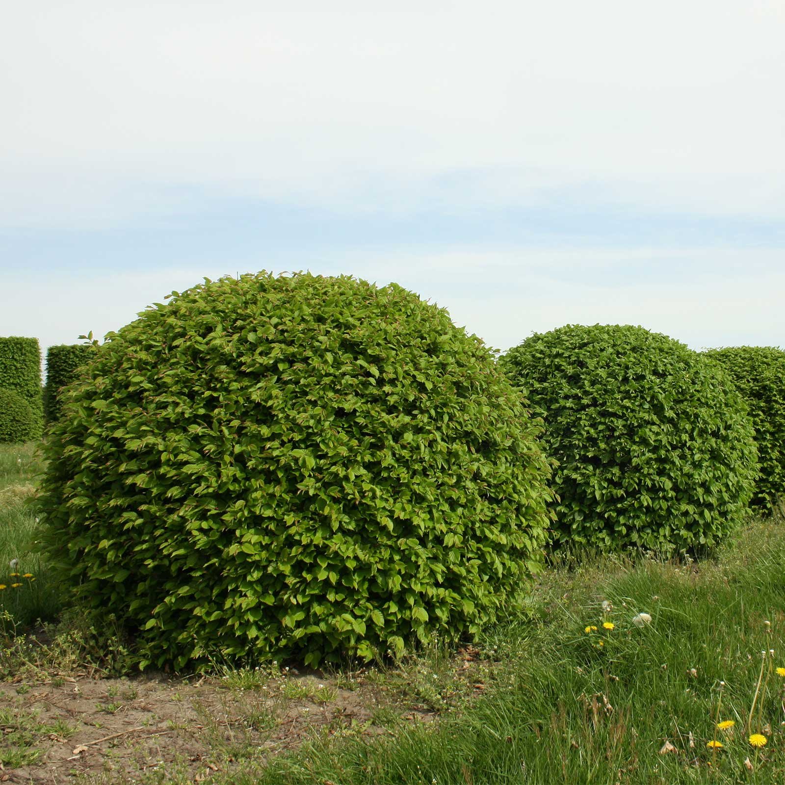 Carpinus betulus изгородь