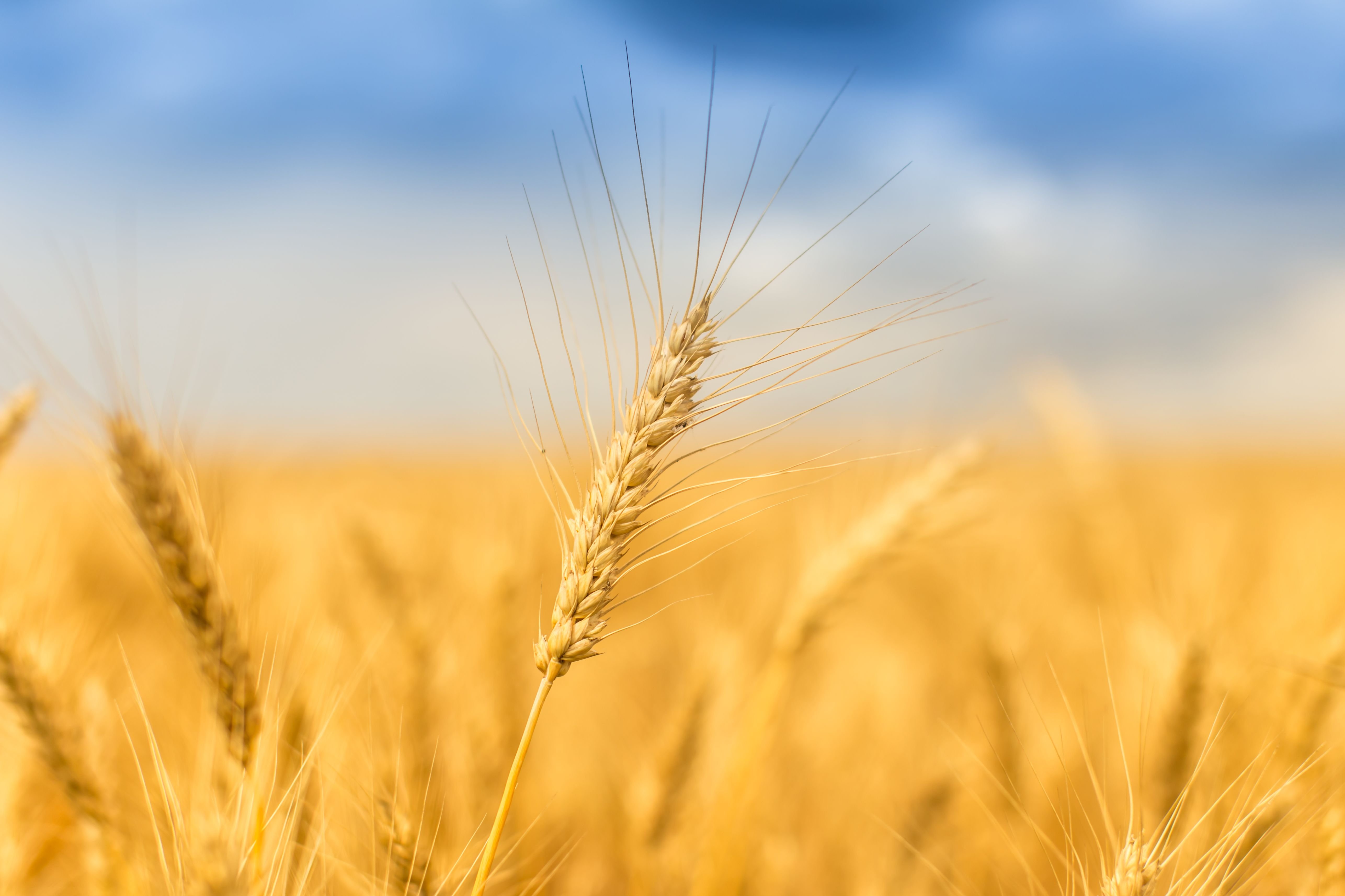 Хорошее жито. Хлебные поля Краснодарского края. Пшеничное поле. Поле с колосьями. Колосья пшеницы.