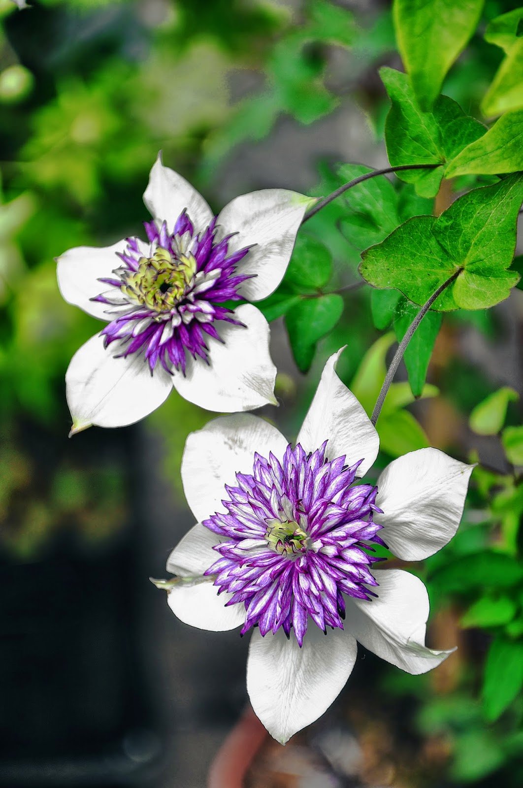 Клематис Clematis Viennetta