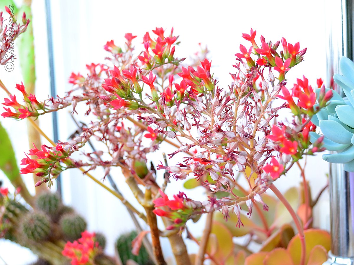 Каланхоэ декоративный. Kalanchoe manginii. Каланхоэ соцветие. Каланхоэ ампельное. Хатиора, каланхоэ,ирезине.