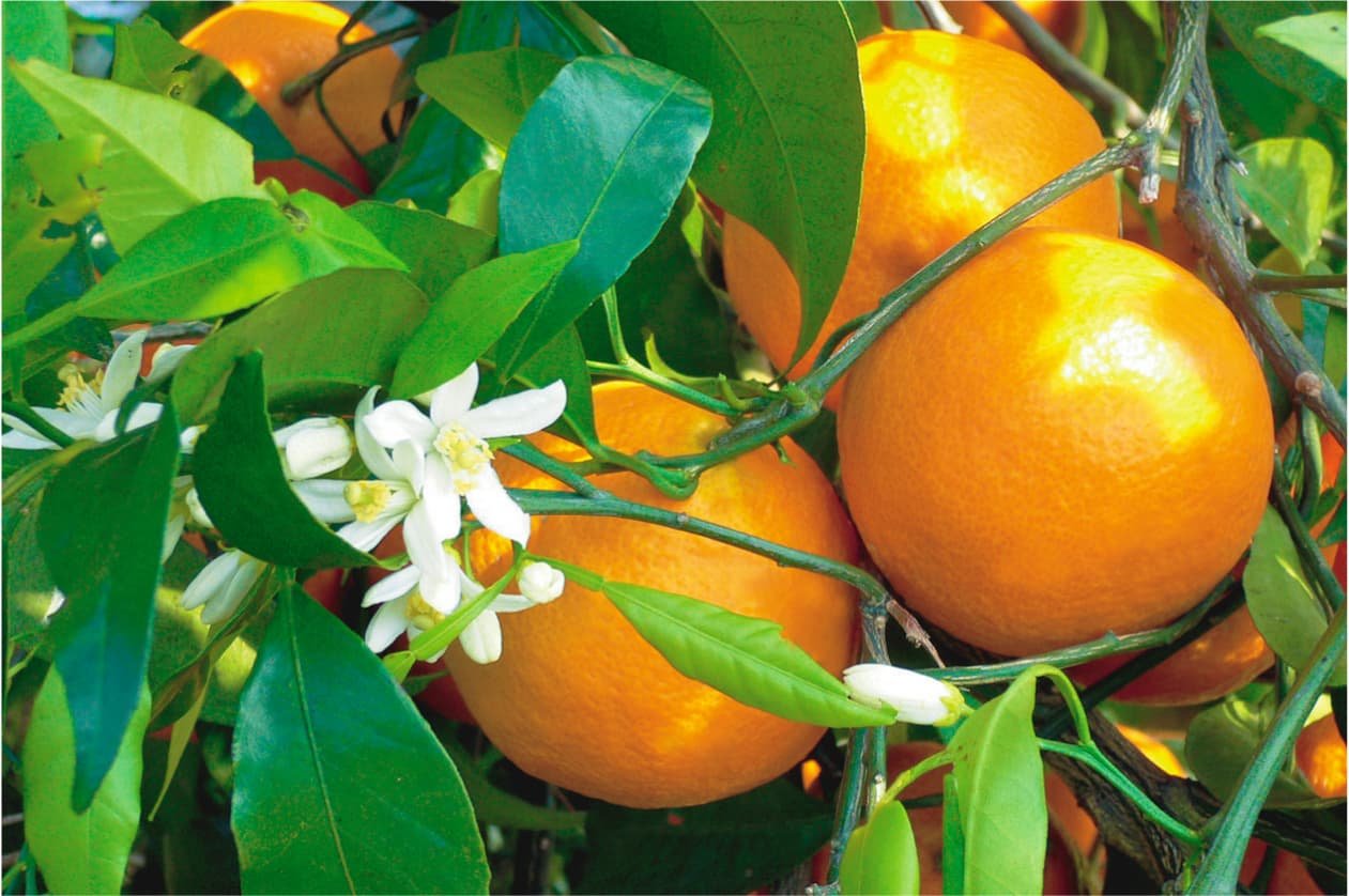Как цветет мандарин. Мандарин каламондин. Каламондин (цитрофортунелла) апельсин. Померанец нероли Петигрен. Померанец дерево цветёт.