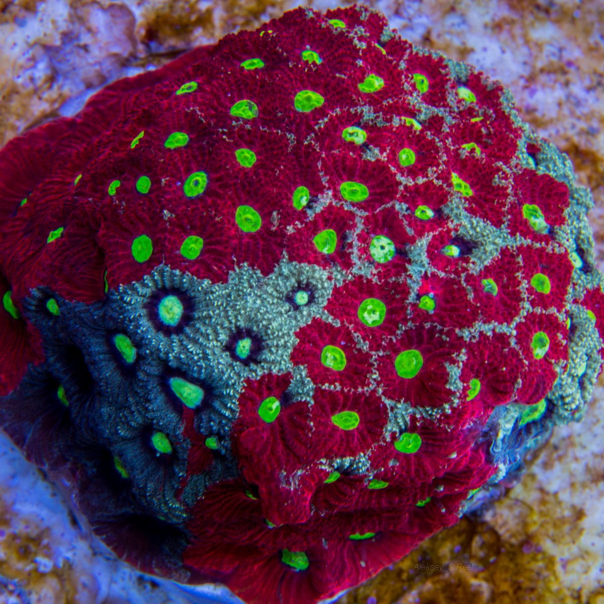 Coral h. Фавия коралл. Коралл Фавия Инферно. Коралл Фавия Пентагония. Мадрепоровые кораллы Фавия.