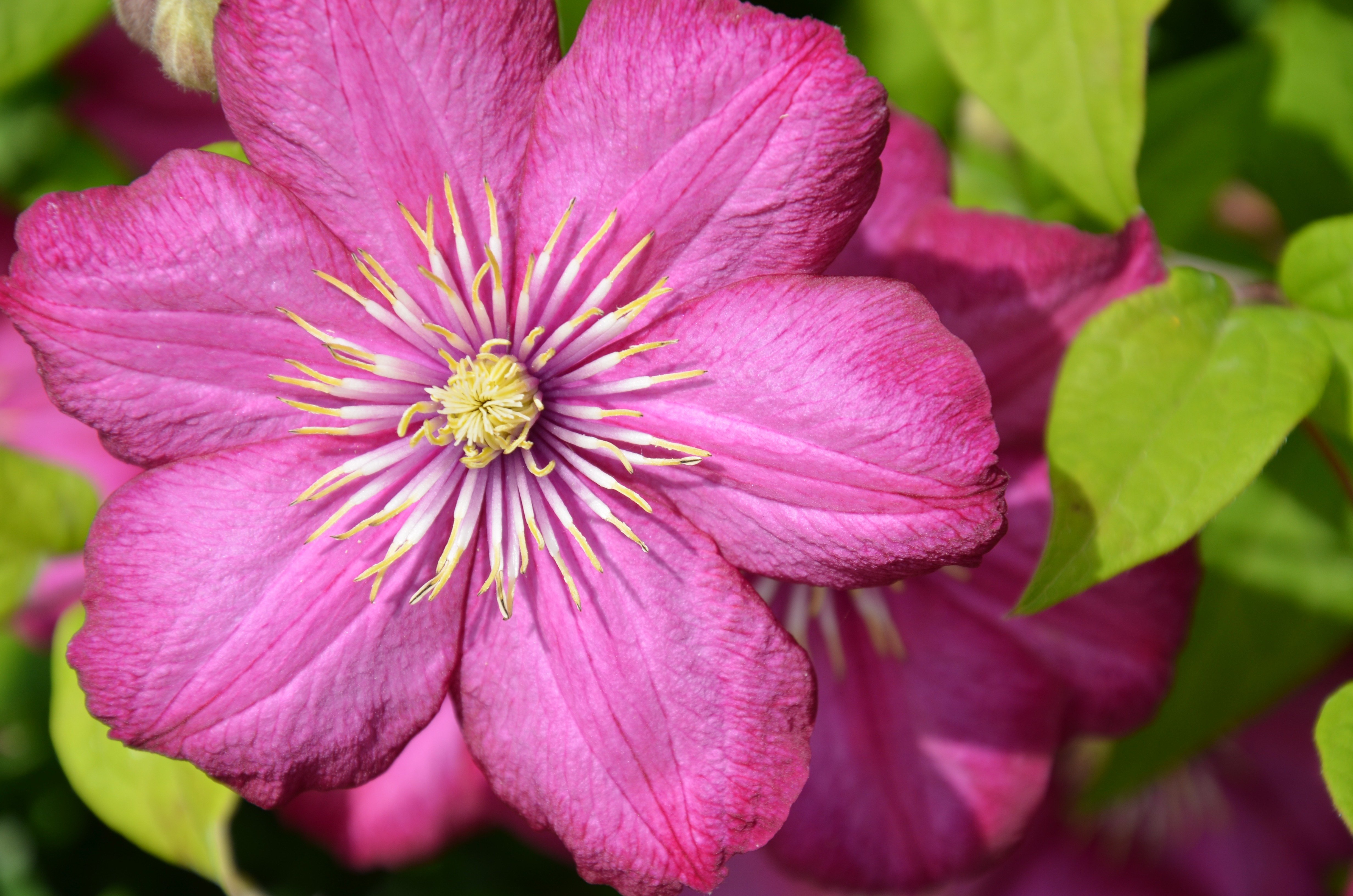 Клематис розовый сорта. Клематис. Клематис цветок. Клематис обыкновенный.