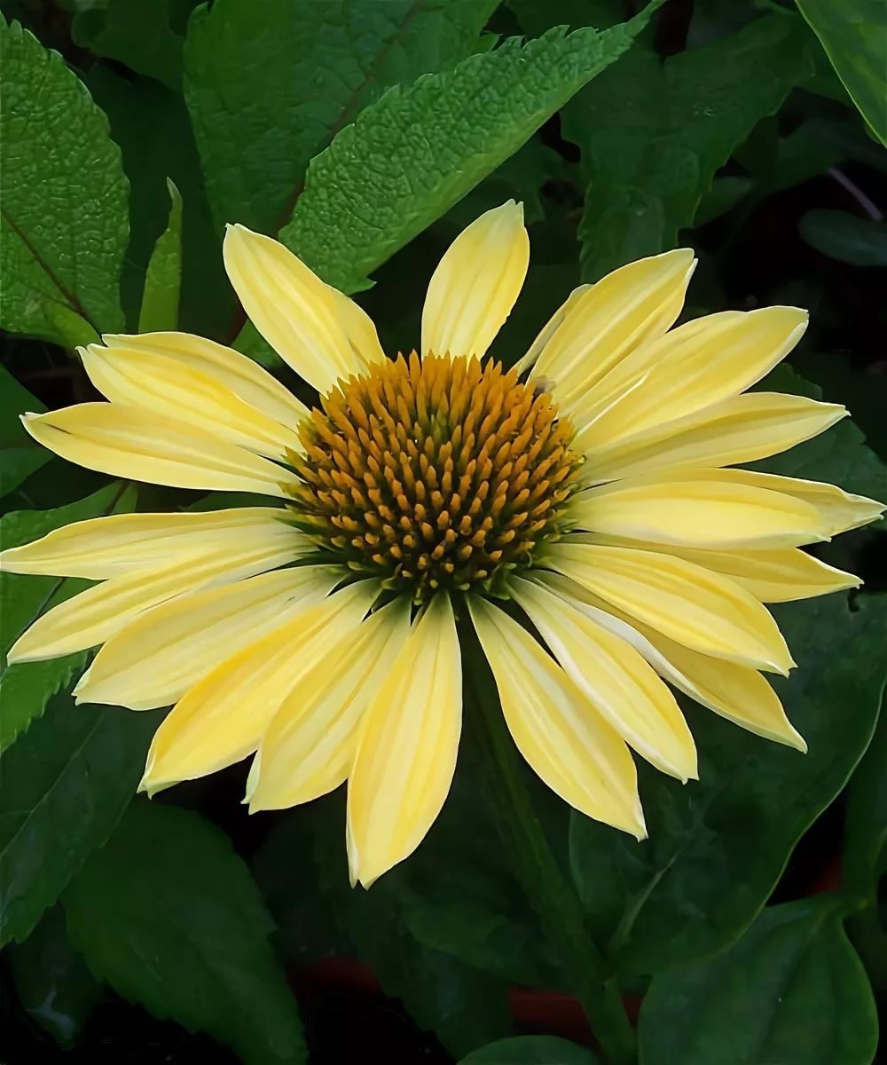 Echinacea Aloha