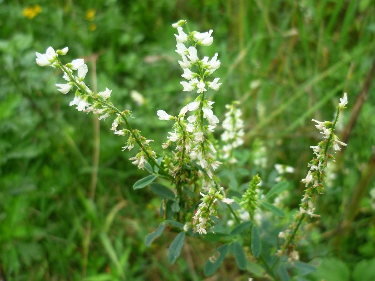 Р”РѕРЅРЅРёРє Р±РµР»С‹Р№ Melilotus Albus