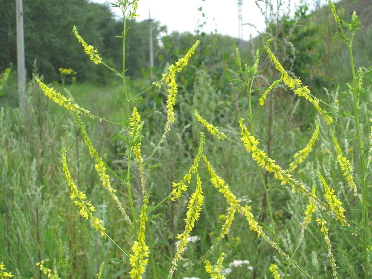 Melilotus officinalis