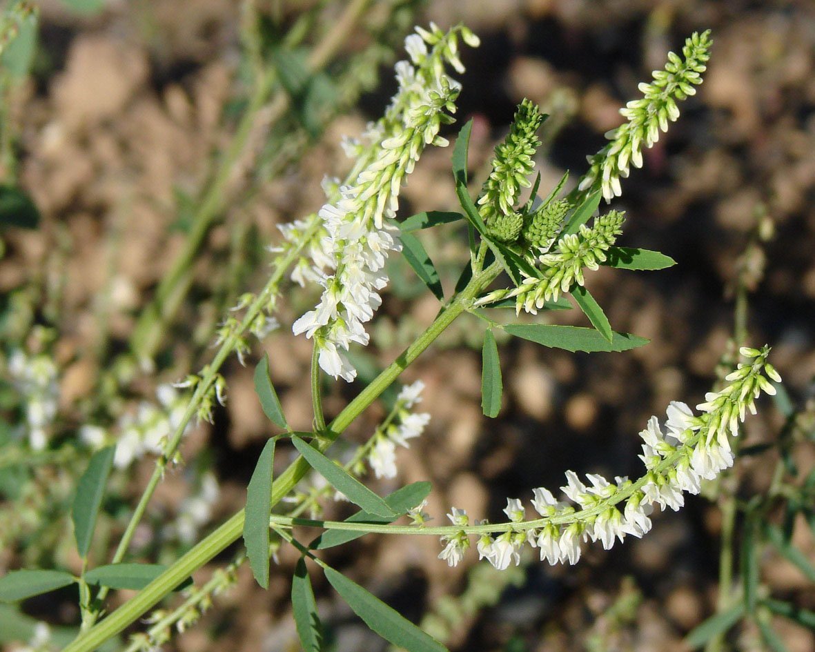 Р”РѕРЅРЅРёРє Р±РµР»С‹Р№ Melilotus Albus