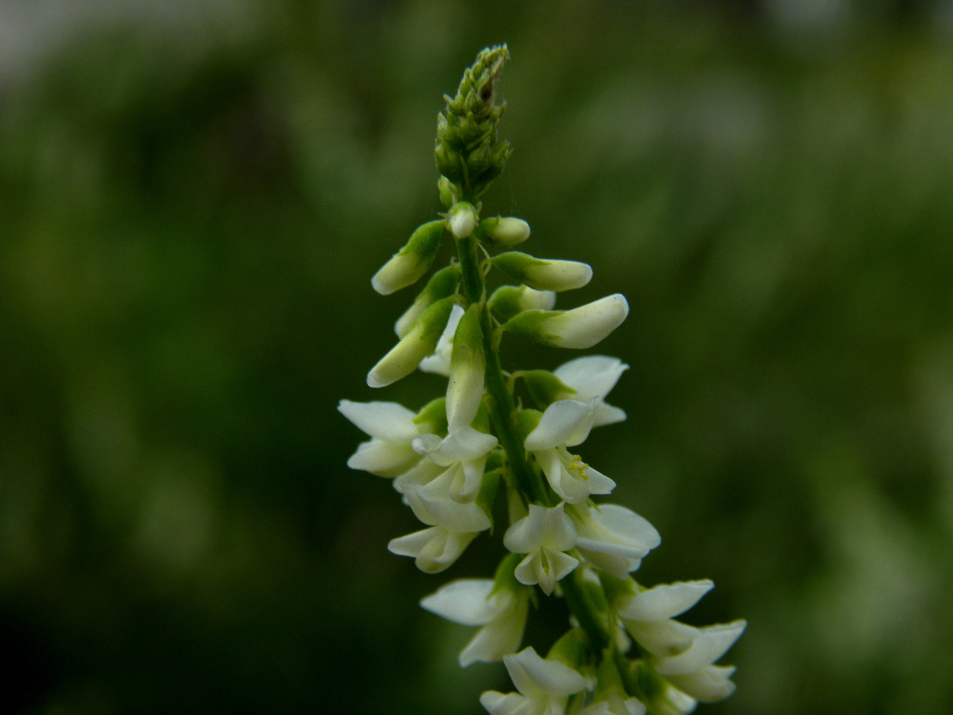 Р”РѕРЅРЅРёРє Р±РµР»С‹Р№ Melilotus Albus