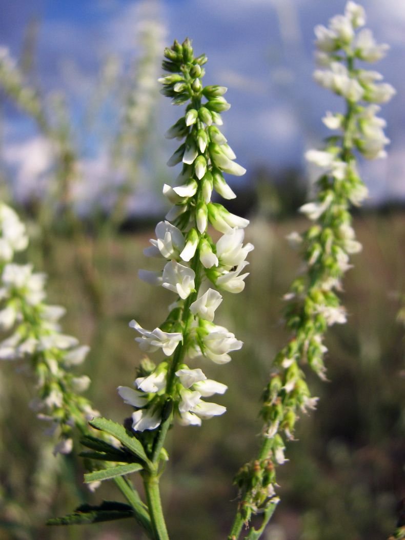 Р”РѕРЅРЅРёРє Р±РµР»С‹Р№ Melilotus Albus