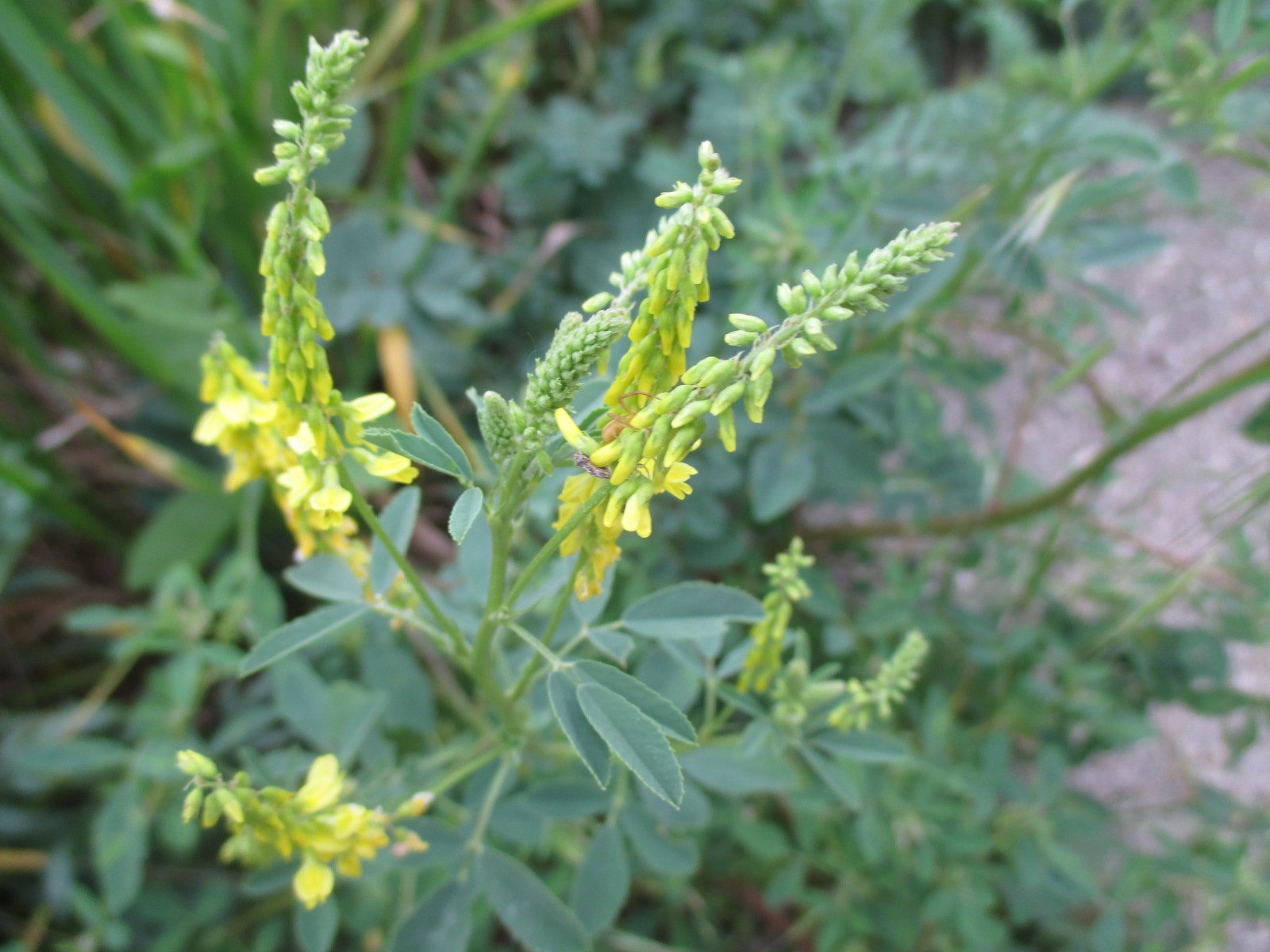 Р”РѕРЅРЅРёРє Melilotus officinalis