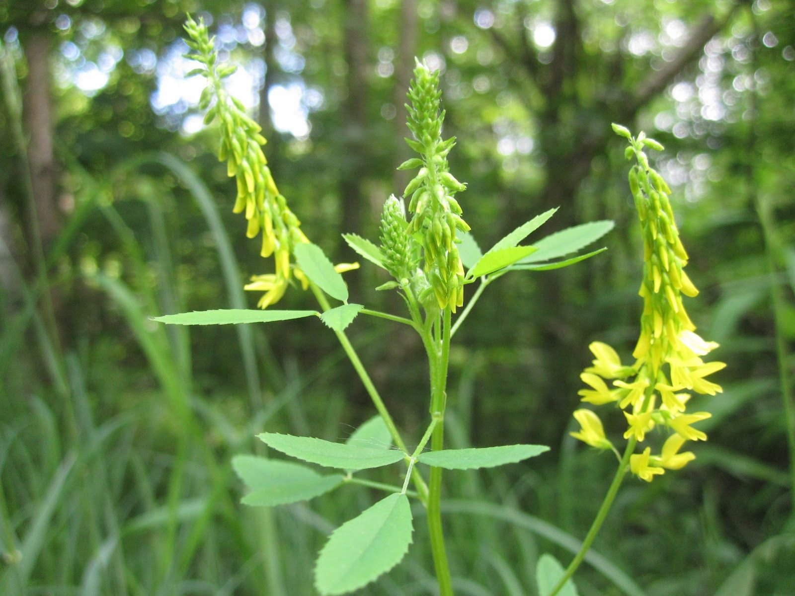 Melilotus officinalis