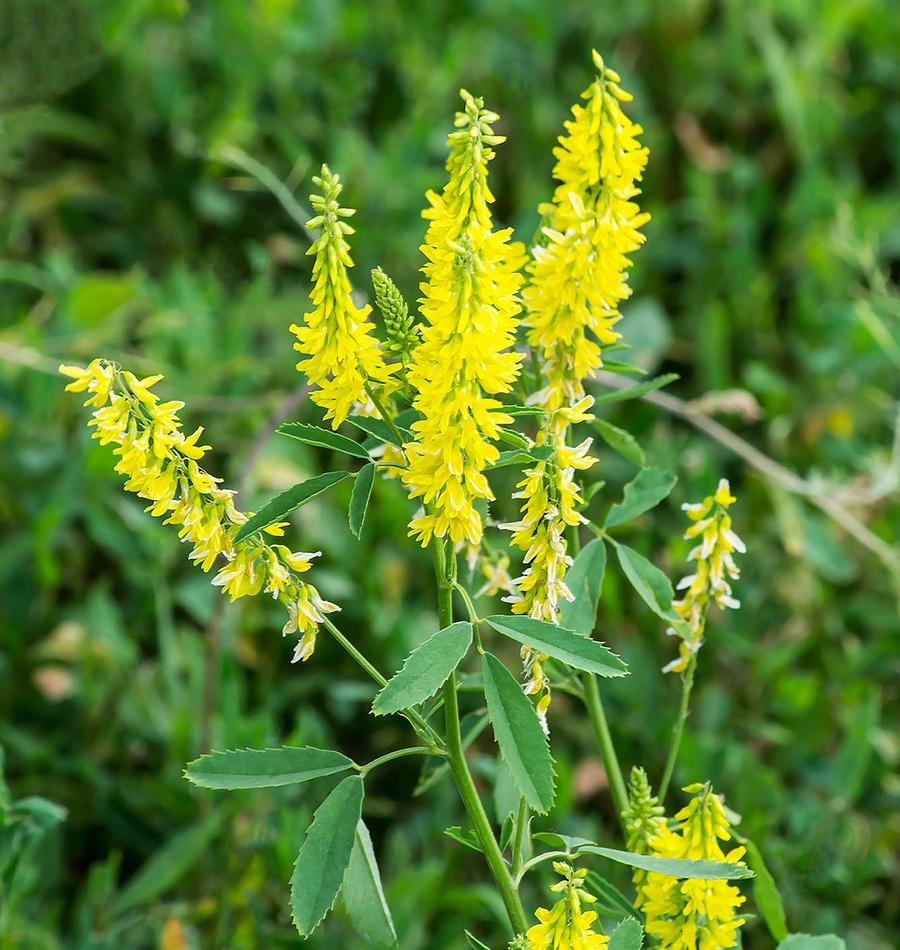 Melilotus officinalis