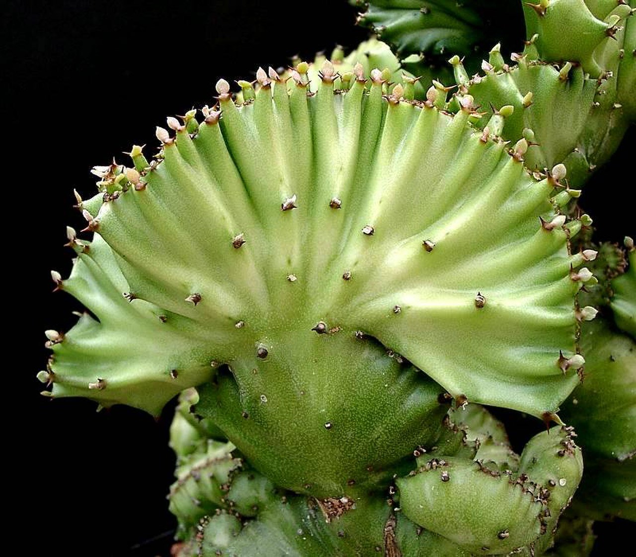 Эуфорбия лактея кристата. Эуфорбия Кристата. Euphorbia Lactea cristata. Лактея Кристата. Эуфорбия Лактея.