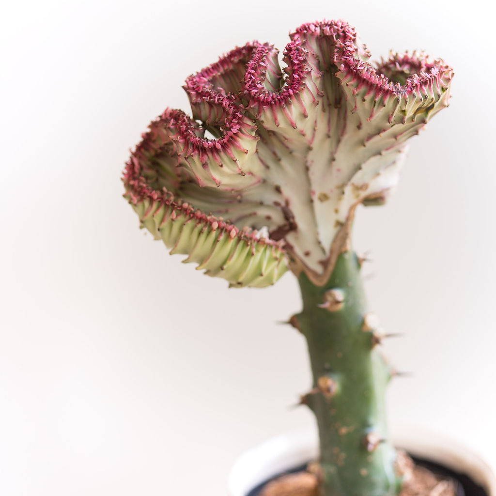 Эуфорбия лактея. Кактус эуфорбия Лактея. Эуфорбия Lactea cristata. Euphorbia triangularis cristata. Молочай Кристата.