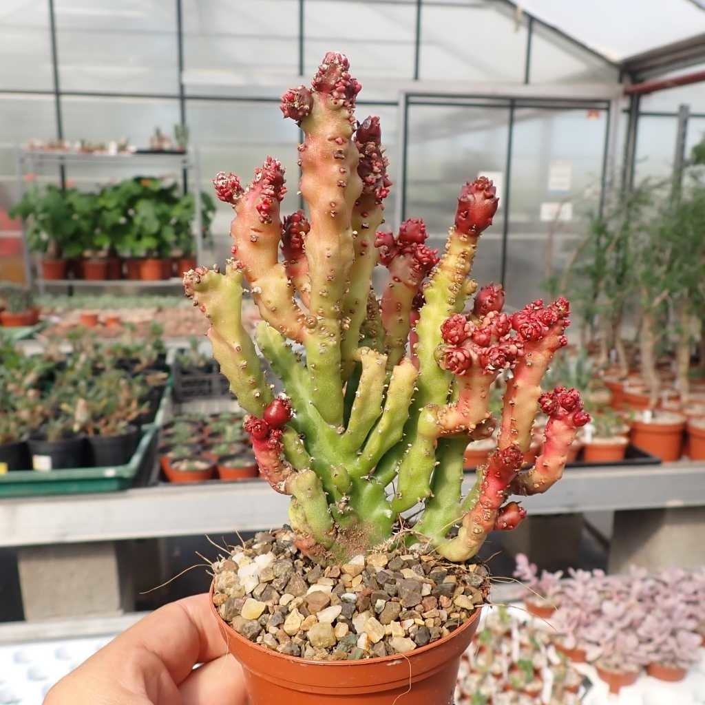 Эуфорбия лактея. Euphorbia Lactea. Кактус Euphorbia Lactea. Эуфорбия Лактея Вариегата. Суккулент эуфорбия Лактея.