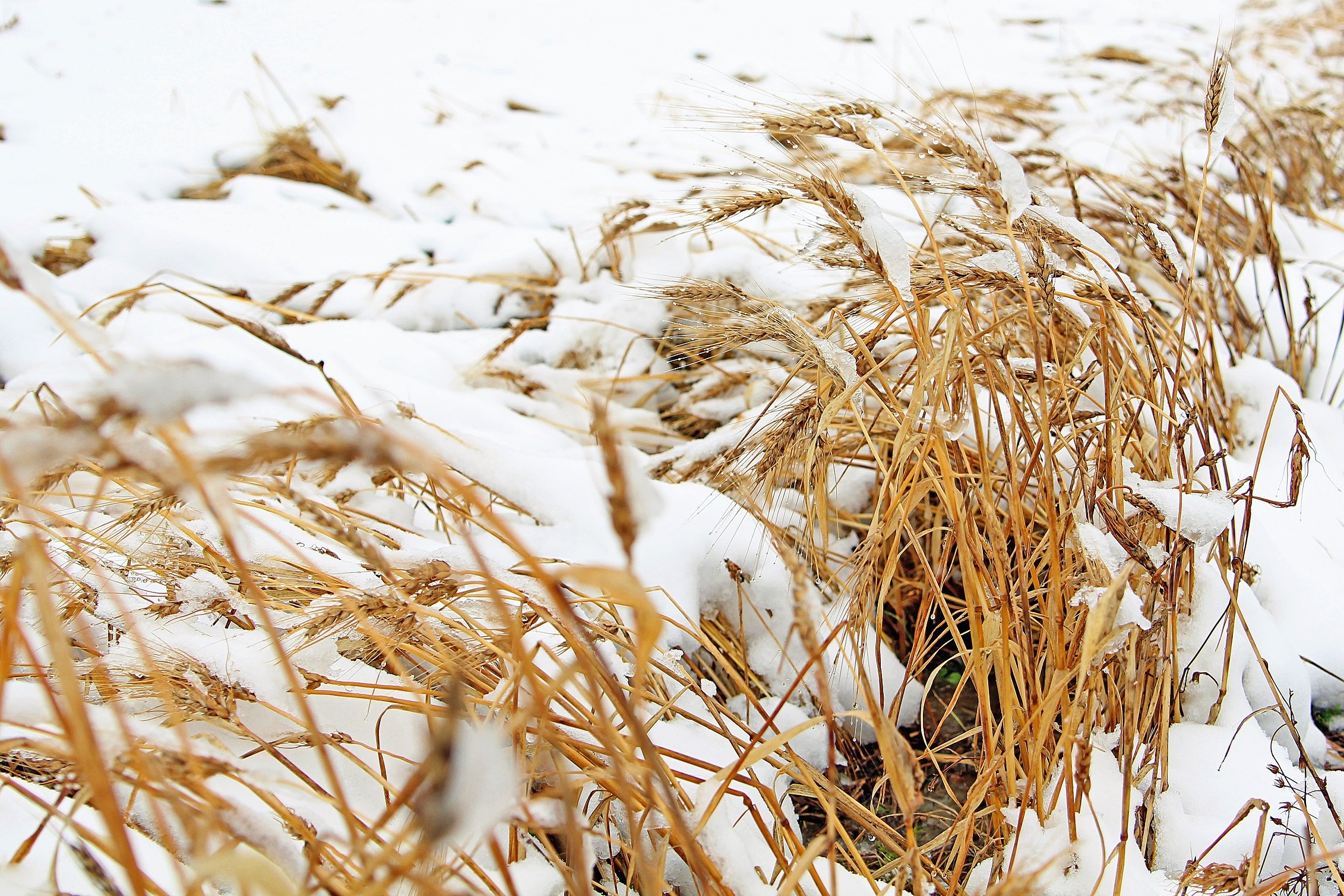 Зимнее сено. Пшеница зимой. Пшеница под снегом. Пшеница в снегу. Рожь в снегу.
