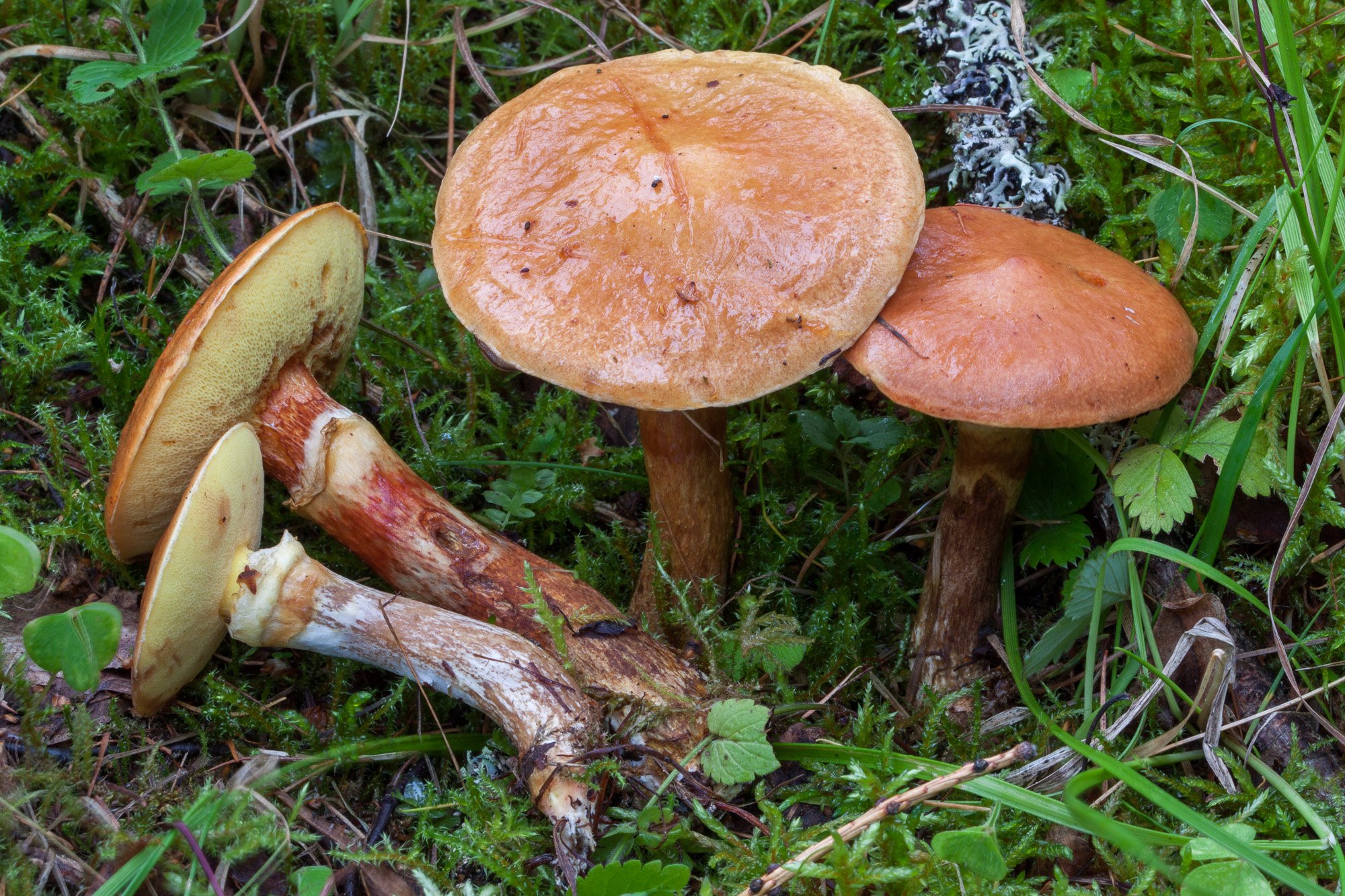 Масленок группа грибов