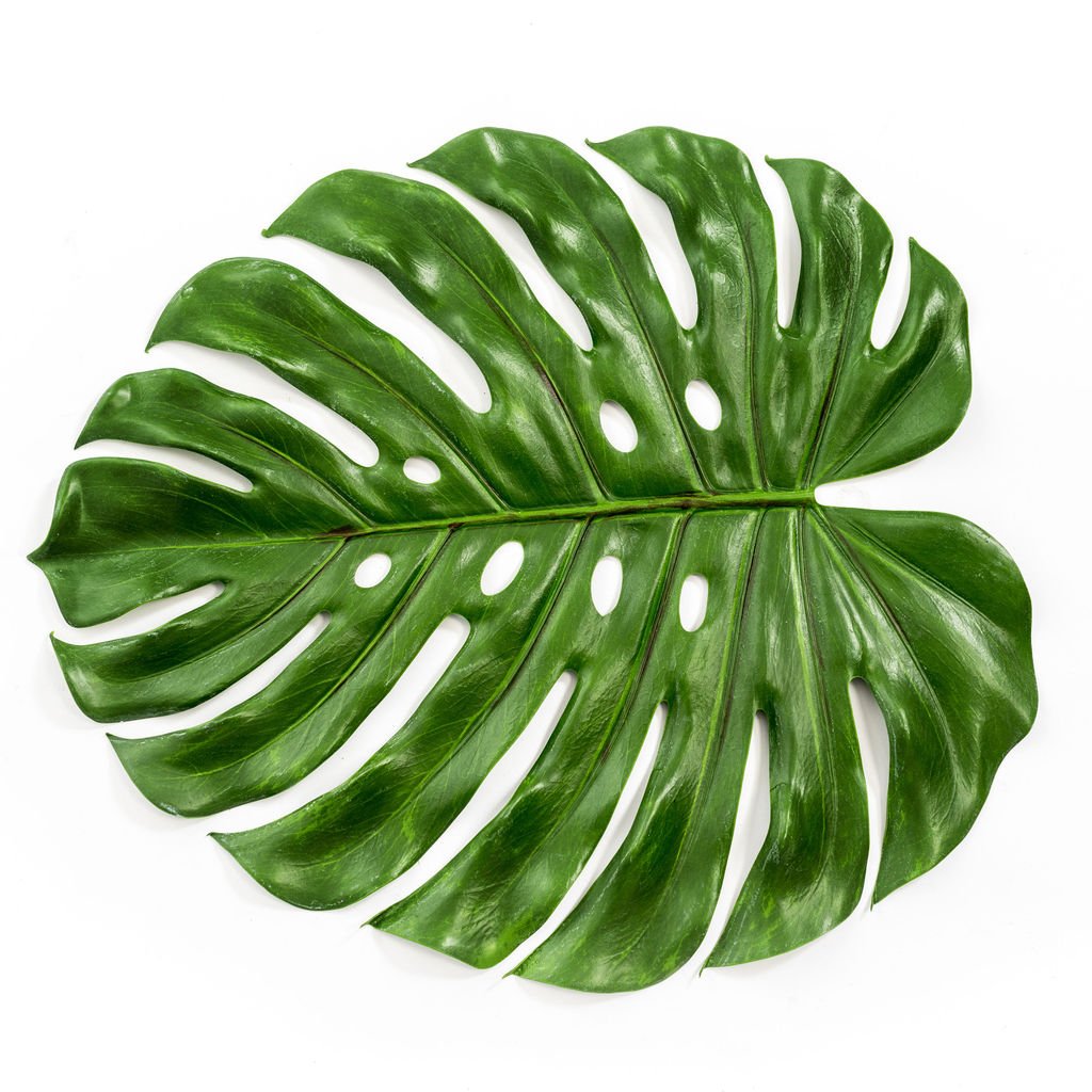 Monstera Leaf aesthetic