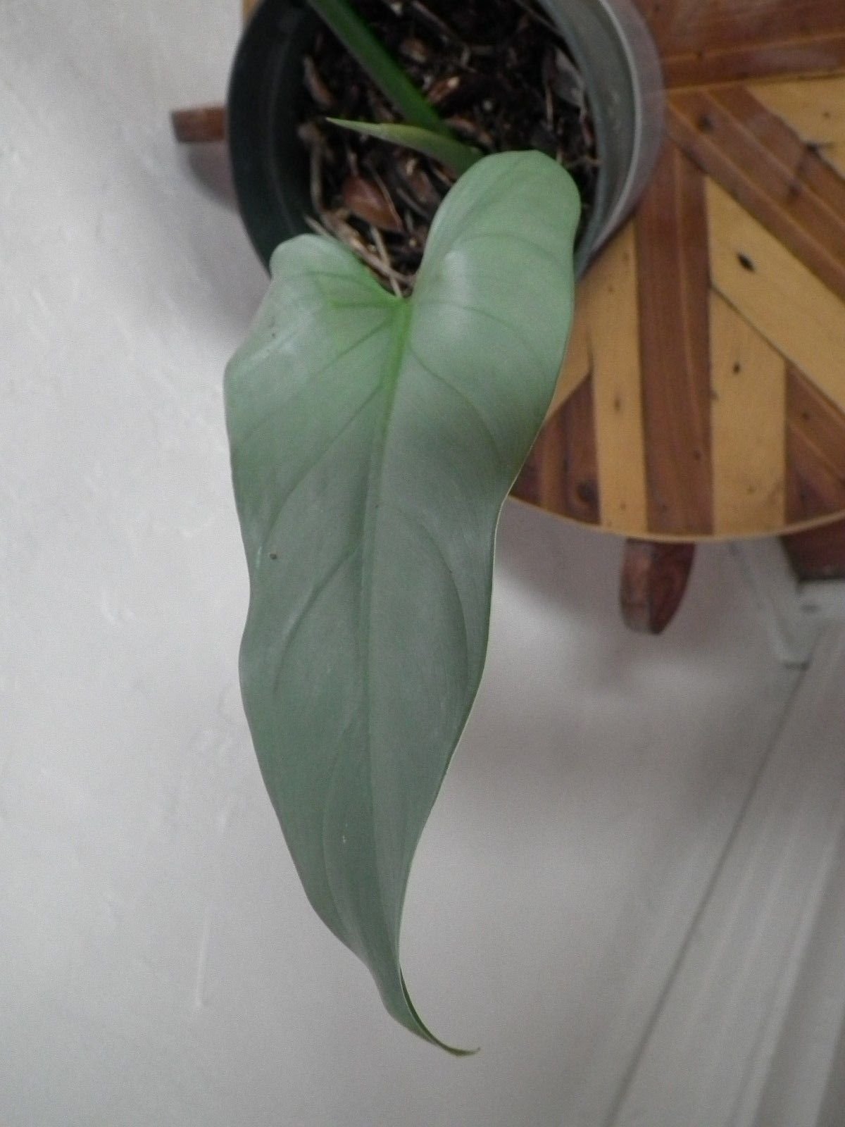 Филодендрон хастатум фото взрослого растения