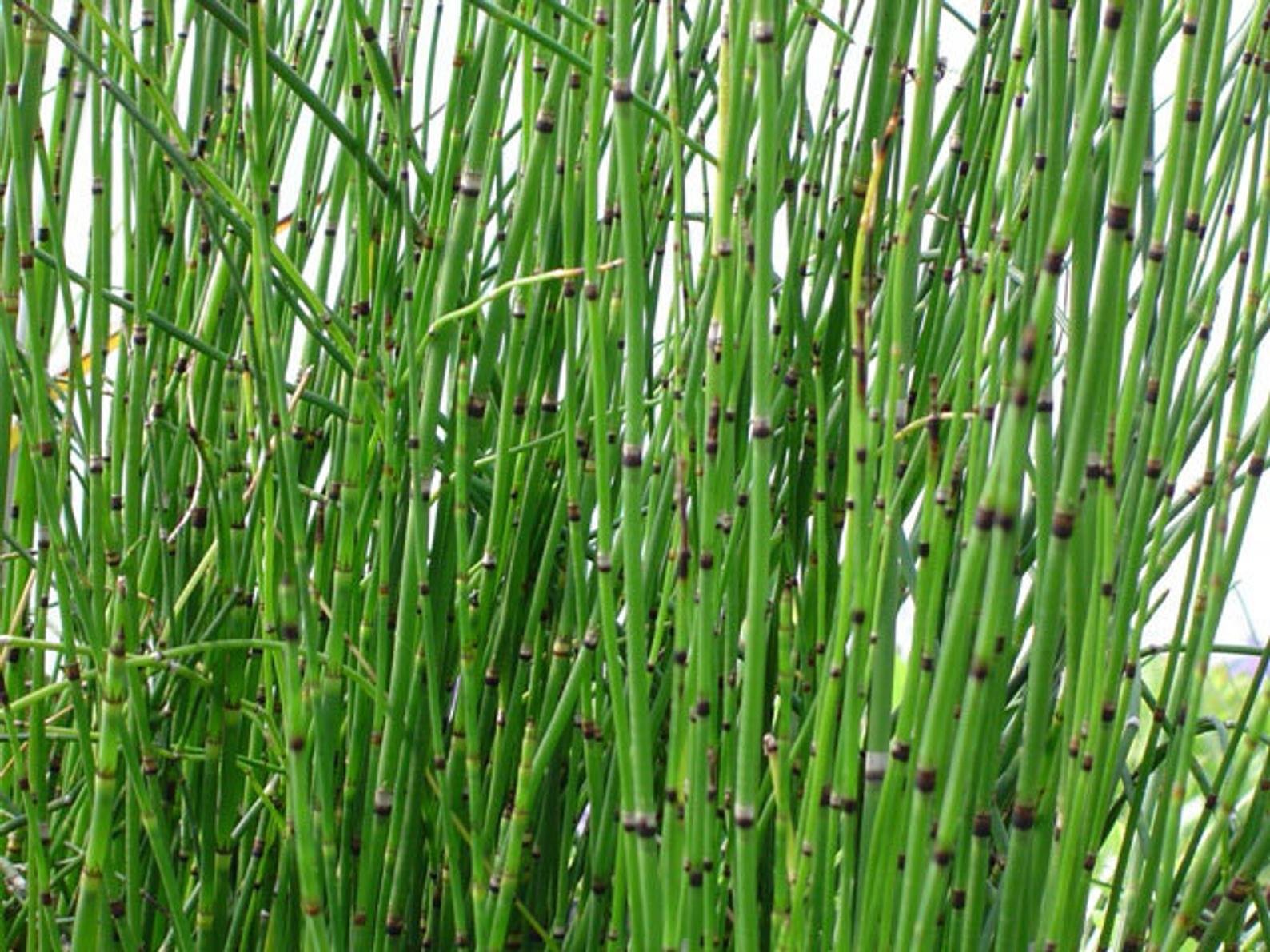 Хвощ водное растение. Equisetum hiemale хвощ зимующий. Хвощ Equisetum hyemale robustum. Хвощ тростниковый бамбук. Хвощ камышовый.