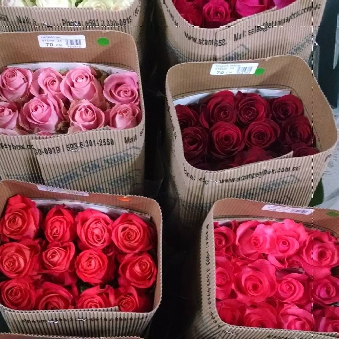 Купить розы в смоленске. Розы опт. Оптовые базы цветов. Поставка эквадорских роз.