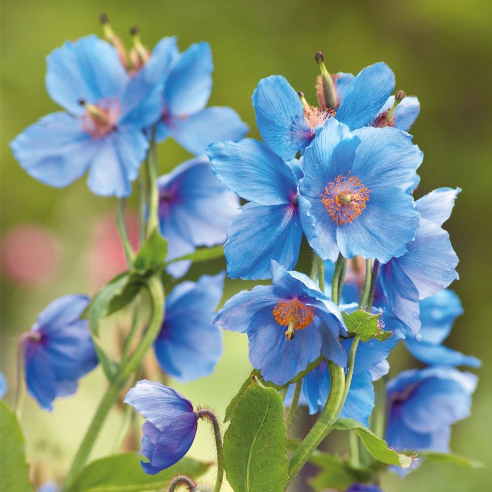 Синие цветы в мае