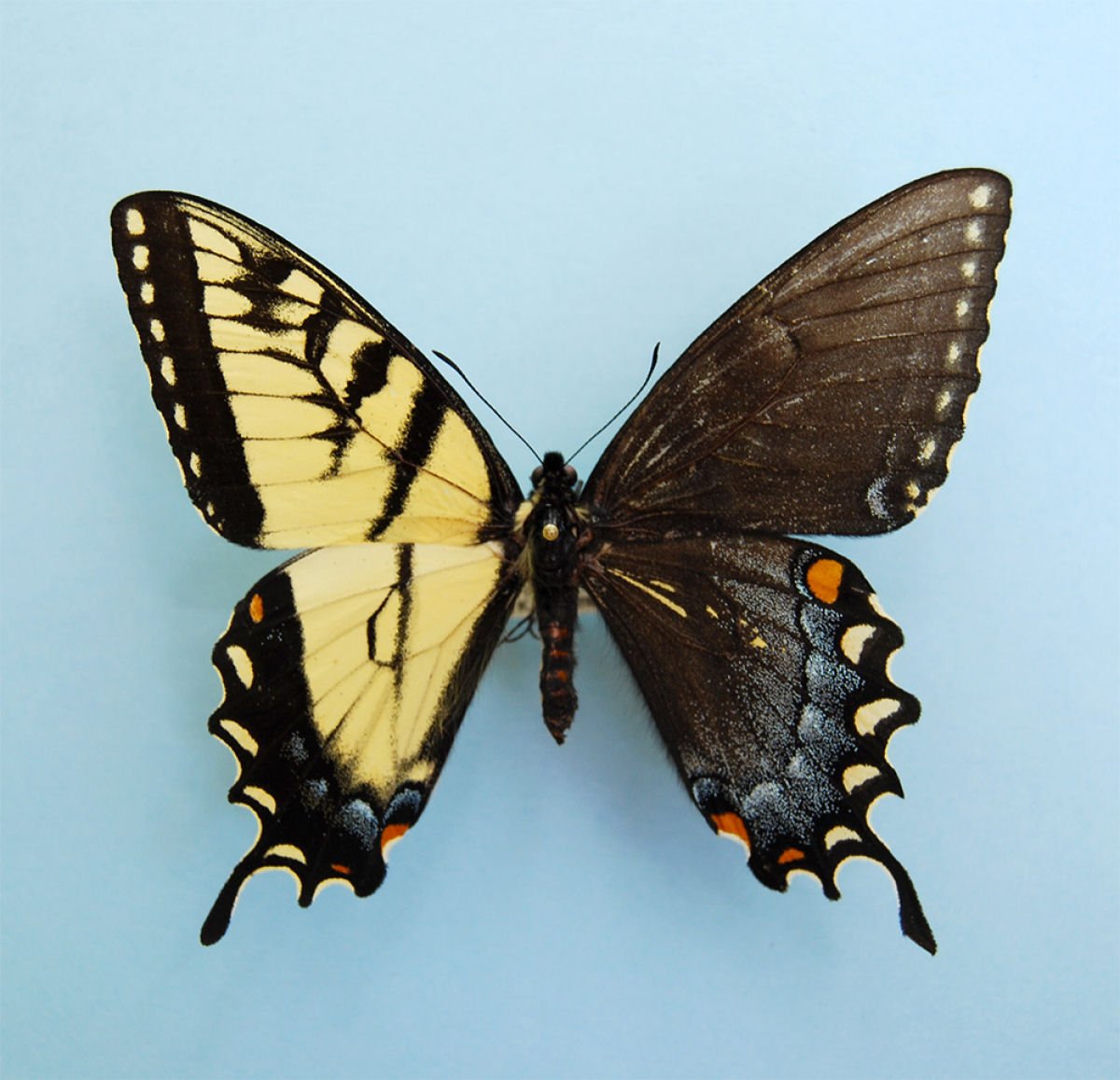 Разные крылья бабочек. Бабочка Хвостоносец. Хвостоносец Маака. Бабочки гинандроморфы. Кардинал-гинандроморф.