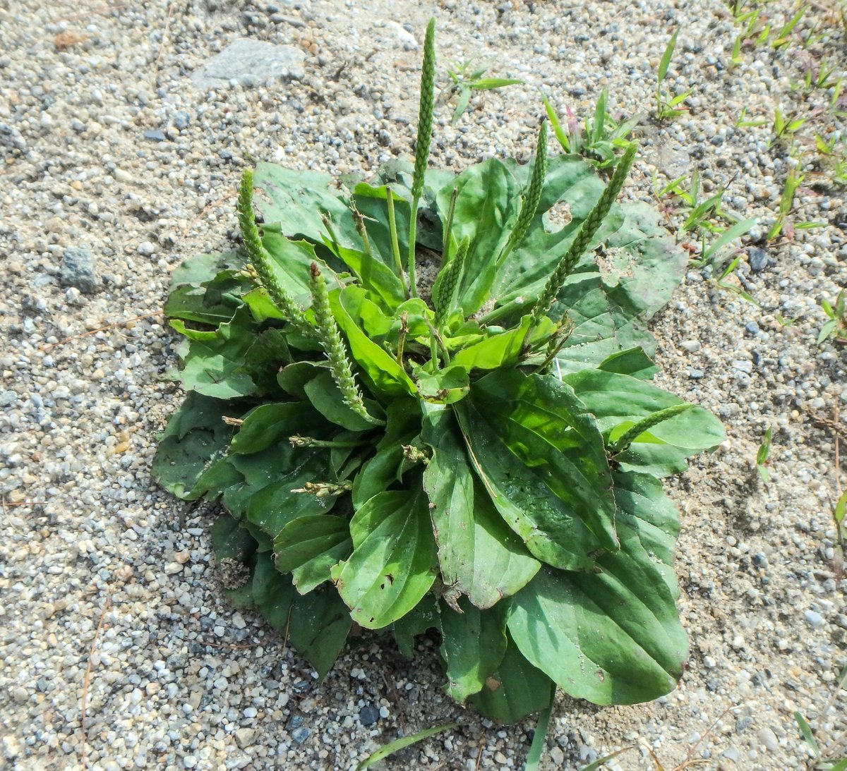 Мон подорожник. Plantain Plant. Broadleaf Plantain. Подорожник куст. Цветение подорожника.