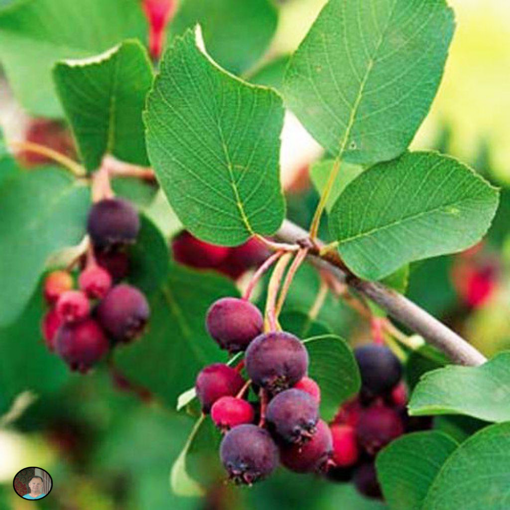 Ирга канадская (Amelanchier canadensis). Ирга обыкновенная куст. Ирга круглолистная дерево. Ирга ягода куст. Ирга 3