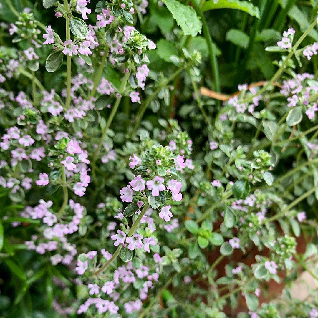 Тимьян обыкновенный Thymus vulgaris