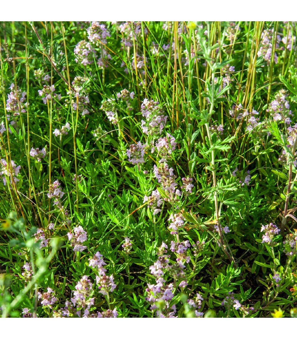 Чабрец от чего. Тимьян Thymus vulgaris. Тимьян Комарова (Thymus komarovii ). Thymus vulgaris Precompa. Тимьян гибридный.