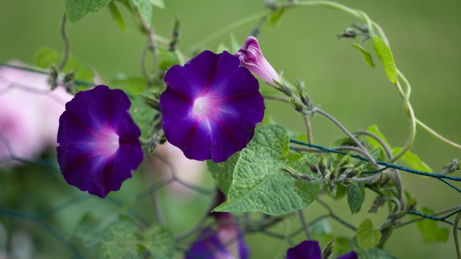 Ипомея morning Glory