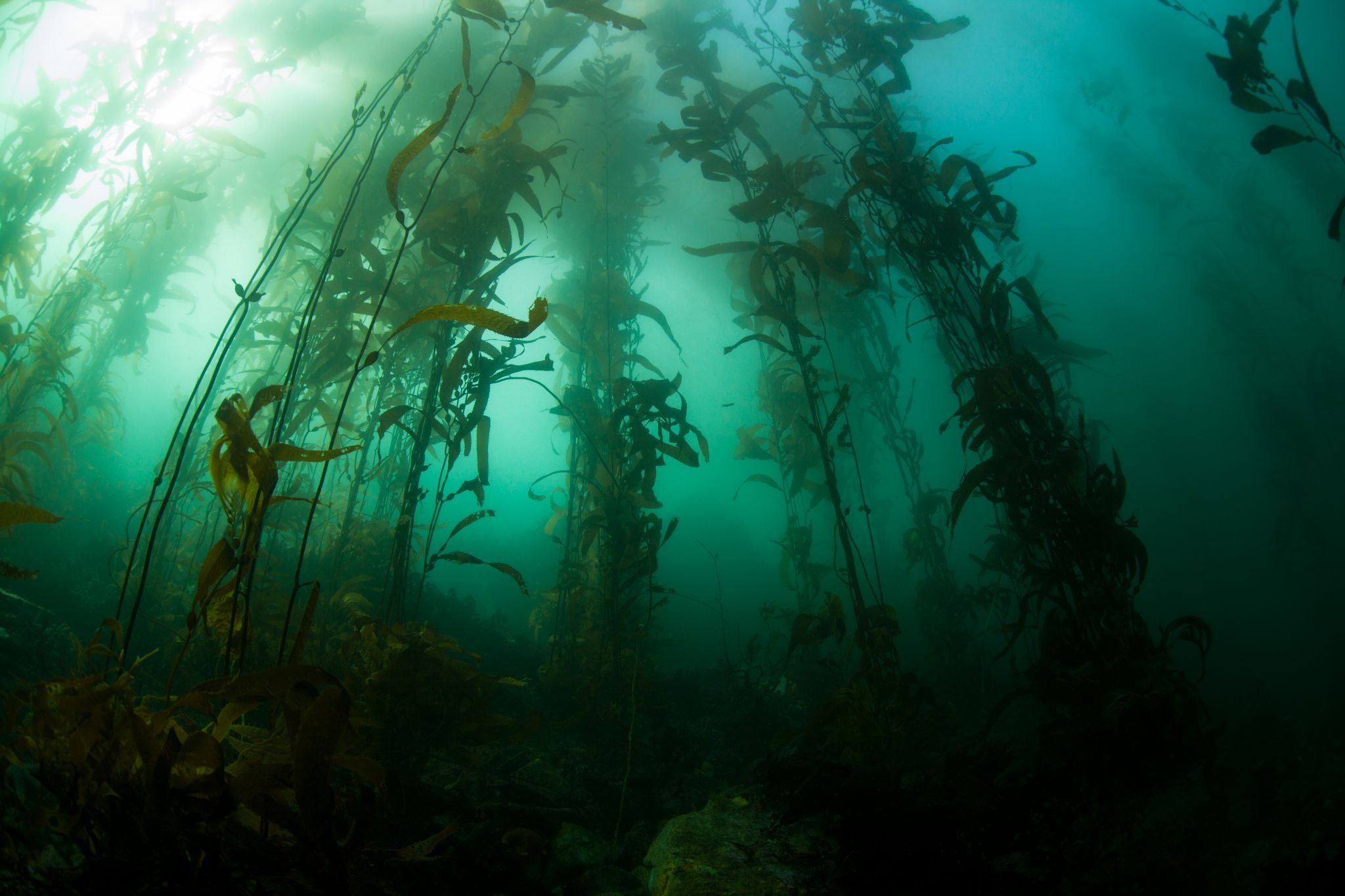 Жизнь в океане сконцентрирована на мелководье. Макроцистис водоросли. Бурые водоросли макроцистис. Бурые водоросли ламинария макроцистис. Ламинарии, макроцистис и фукусы.
