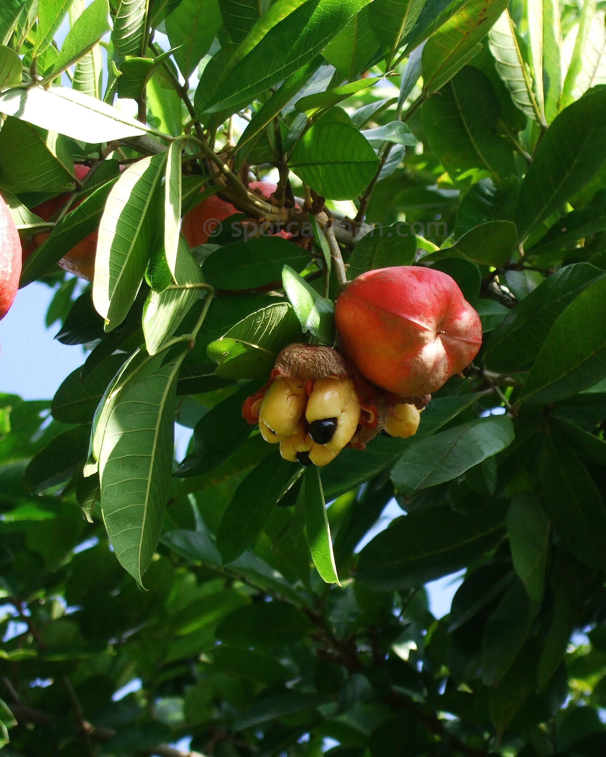 Плоды розового дерева. Плодовые растения Тайланда. Манговое дерево Мальдивы. Деревья на Бали. Гуава Куба дерево.