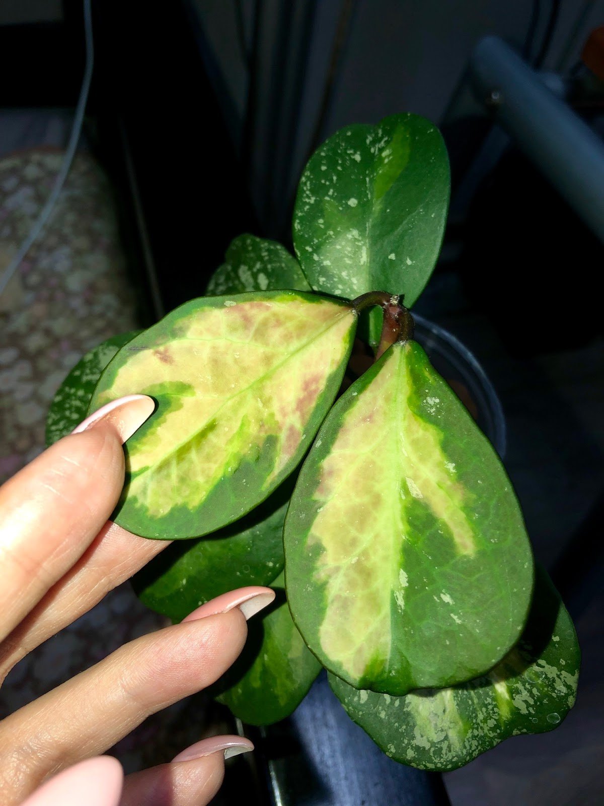 Хойя обовато. Хойя Обовата Вариегата. Hoya obovata variegata Splash. Хойя obovata Splash. Хойя obovata variegata Splash.