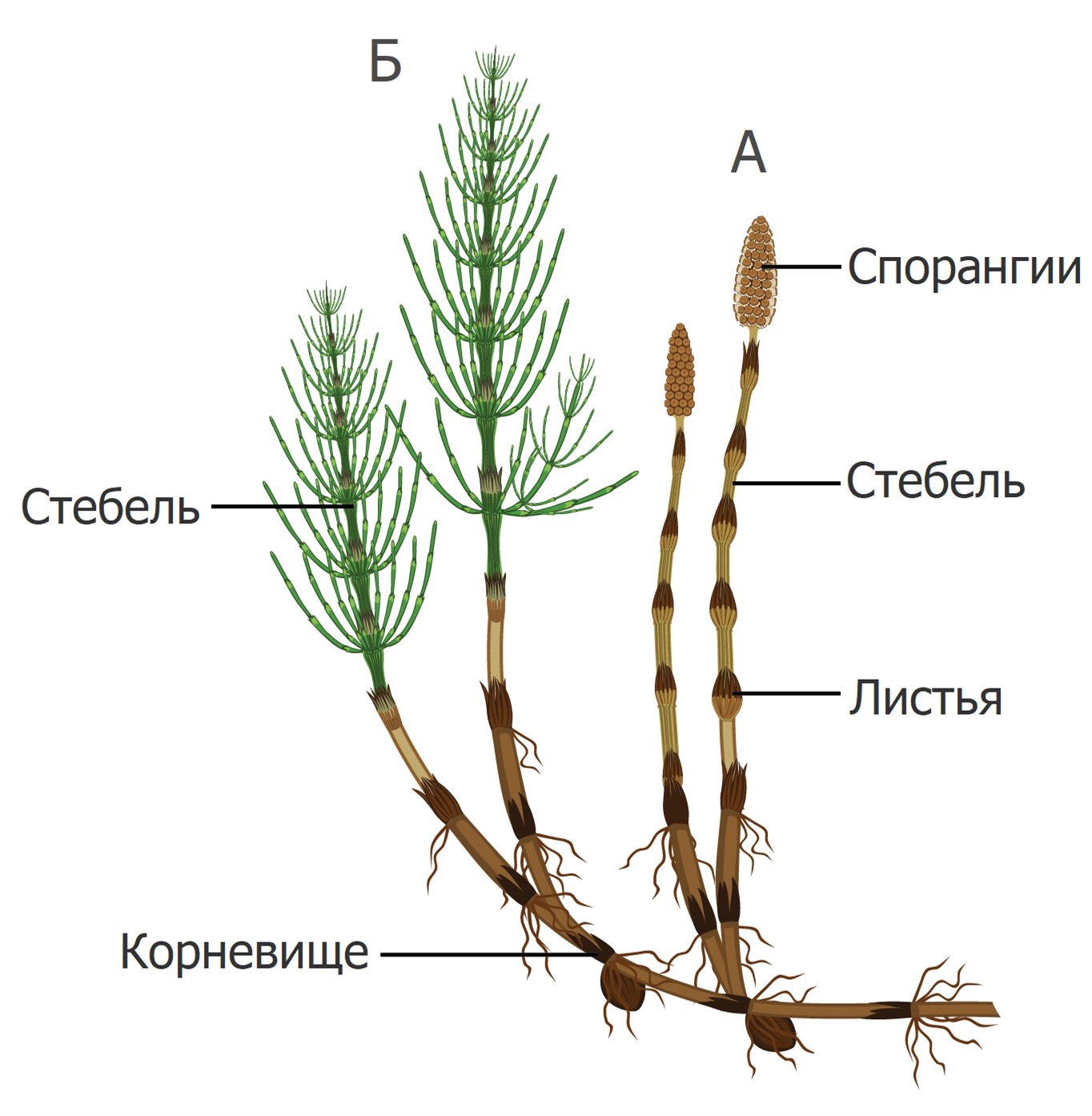 Корневые колоски. Хвощ полевой строение стебель летнего побега. Весенний побег хвоща строение. Строение летнего побега хвоща.