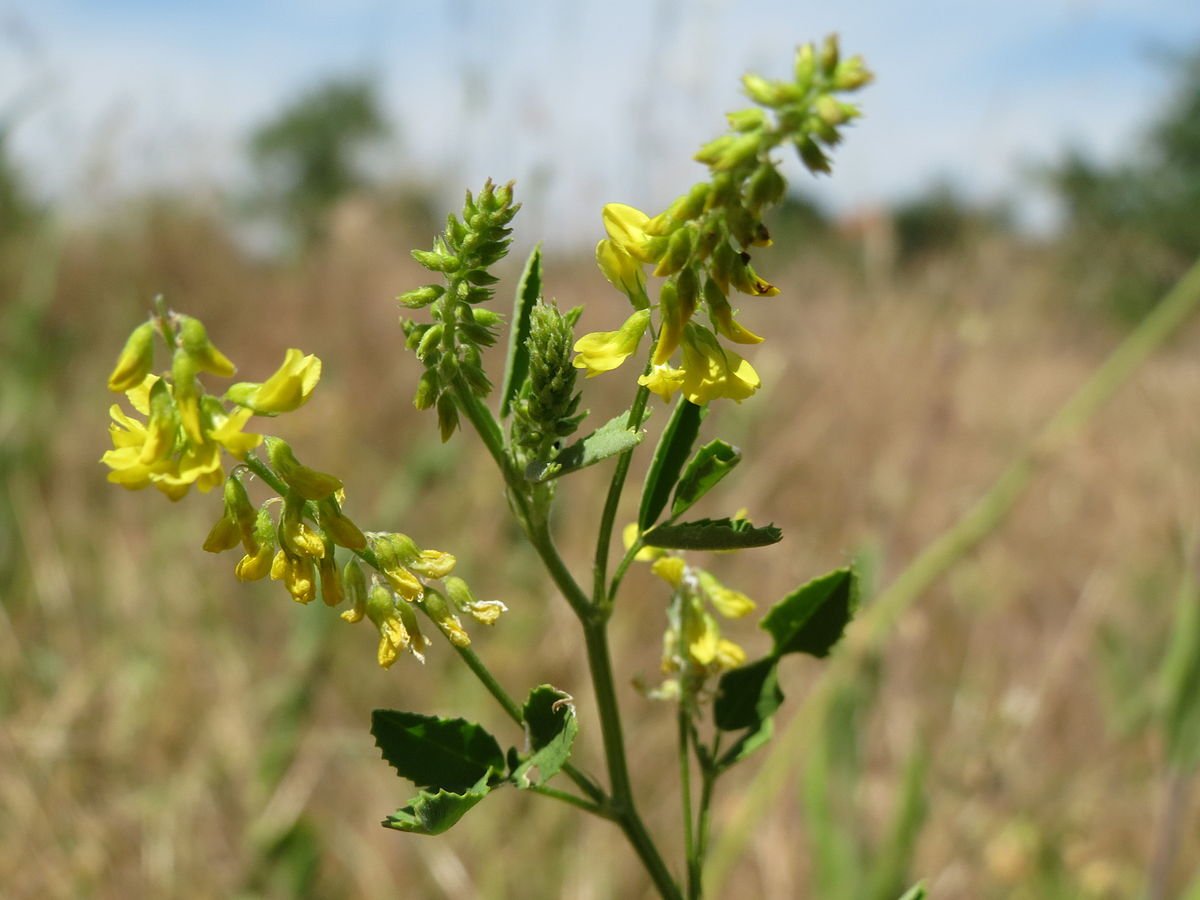 Р”РѕРЅРЅРёРє Melilotus officinalis