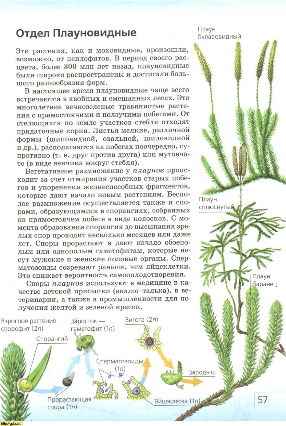 Гаметофит плауновидных растений. Жизненный цикл плауна булавовидного. Цикл развития плауна булавовидного. Заросток плауна булавовидного. Плаун булавовидный схема