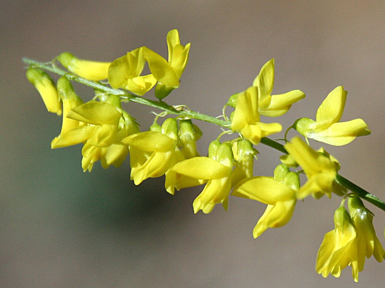 Р”РѕРЅРЅРёРє Melilotus officinalis