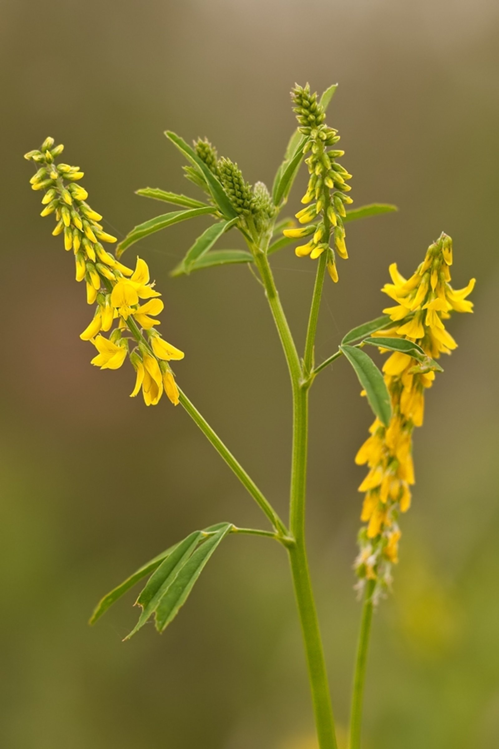 Р”РѕРЅРЅРёРє Melilotus officinalis