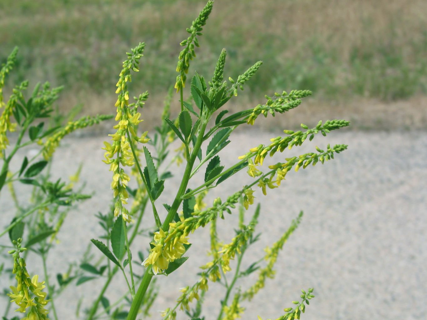 Р”РѕРЅРЅРёРє Melilotus officinalis