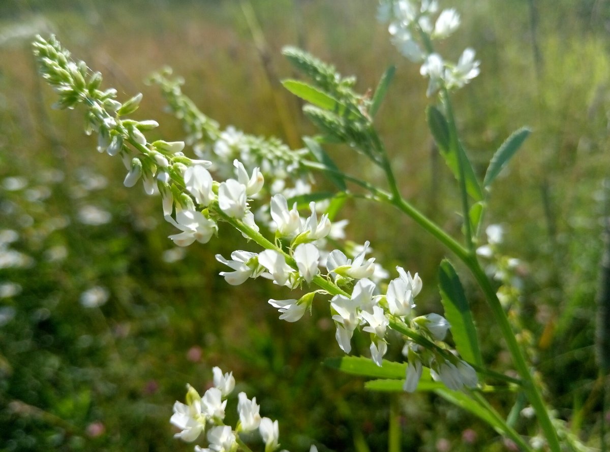 Р”РѕРЅРЅРёРє Р±РµР»С‹Р№ Melilotus Albus