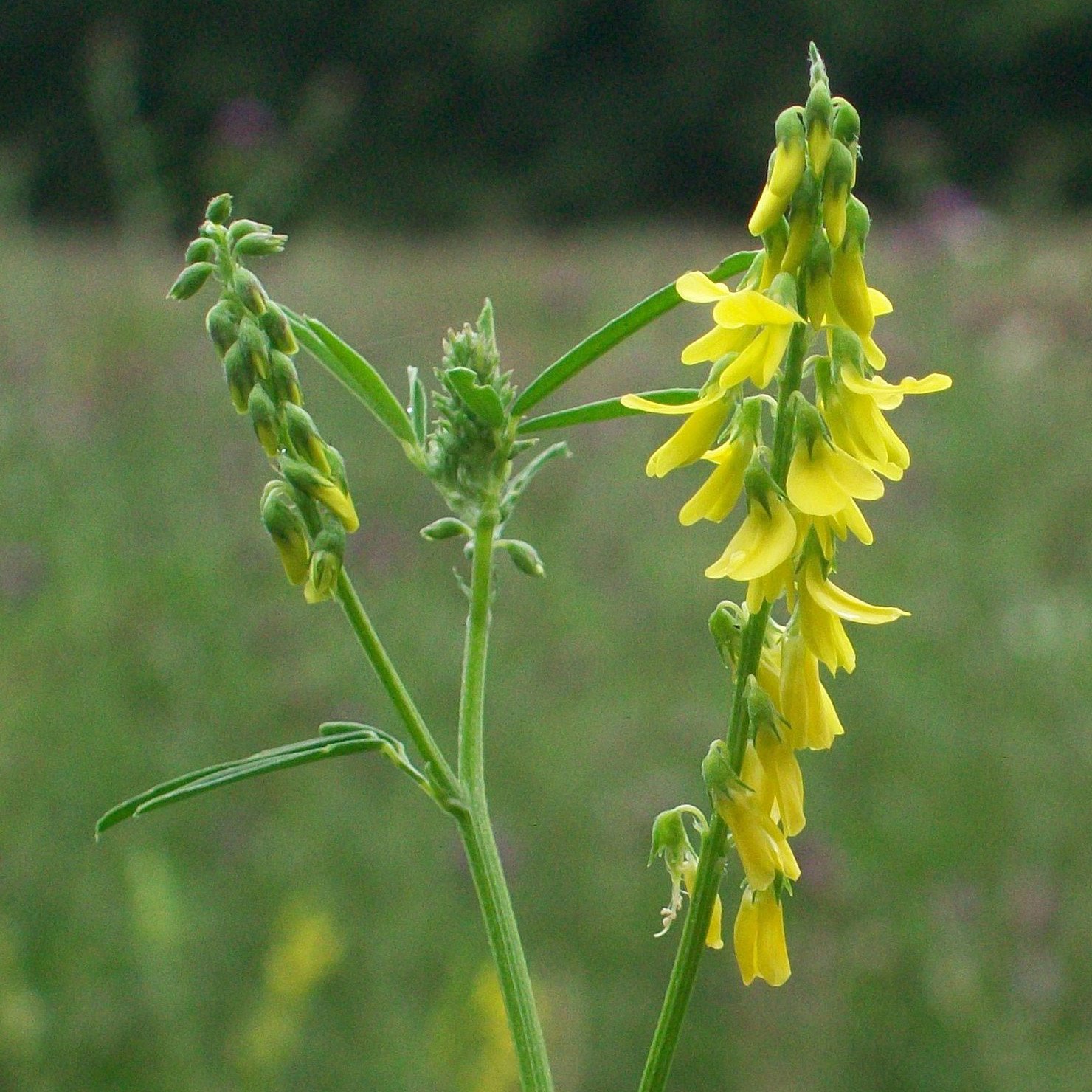 Р”РѕРЅРЅРёРє Melilotus officinalis