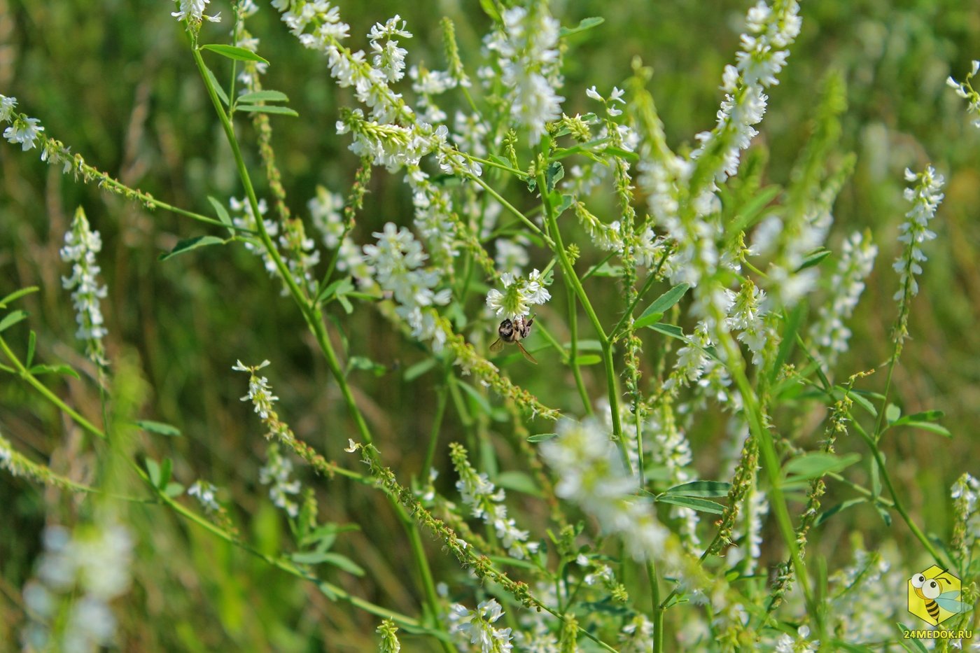 Р”РѕРЅРЅРёРє Р±РµР»С‹Р№ Melilotus Albus