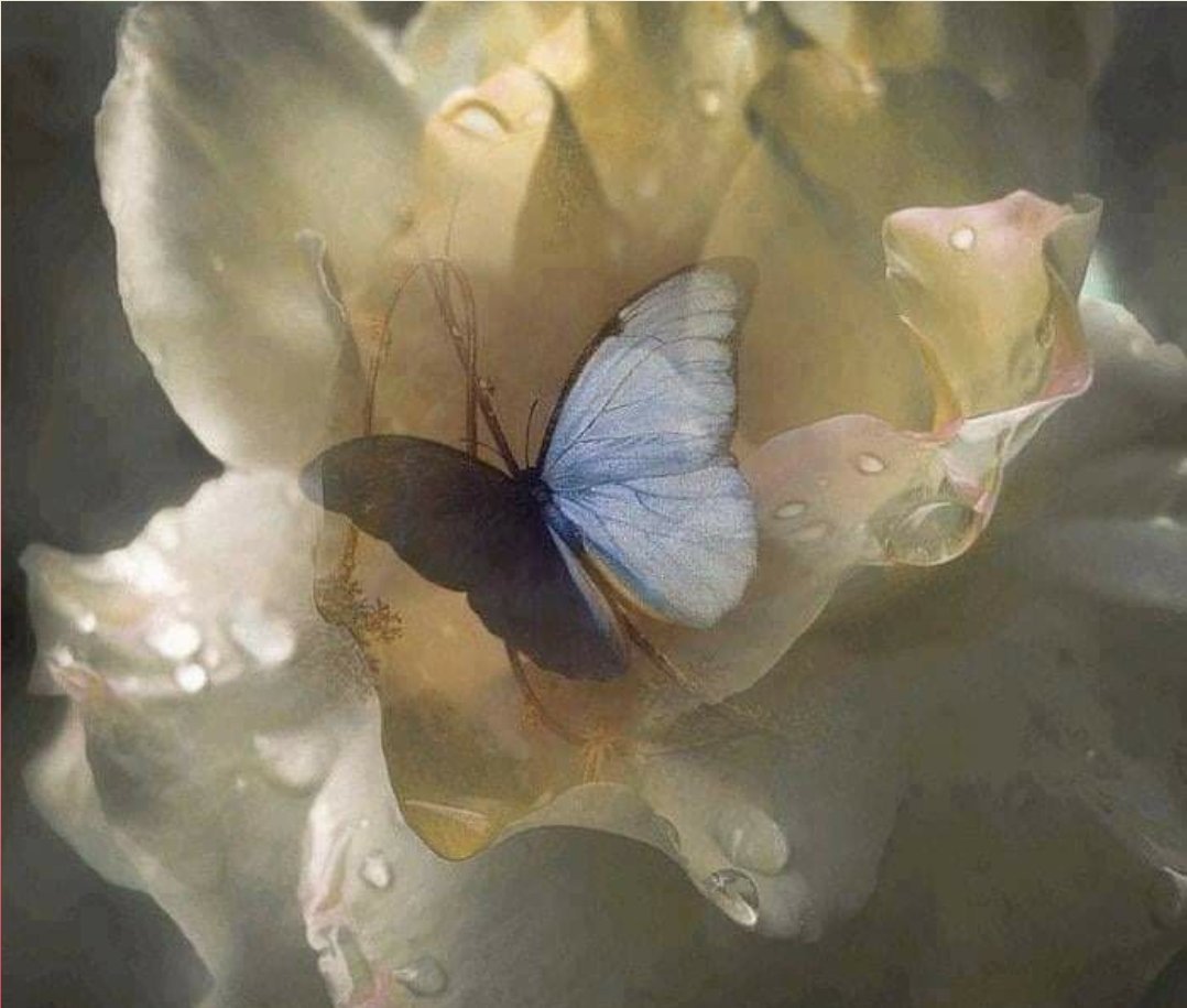 нежные фото бабочек