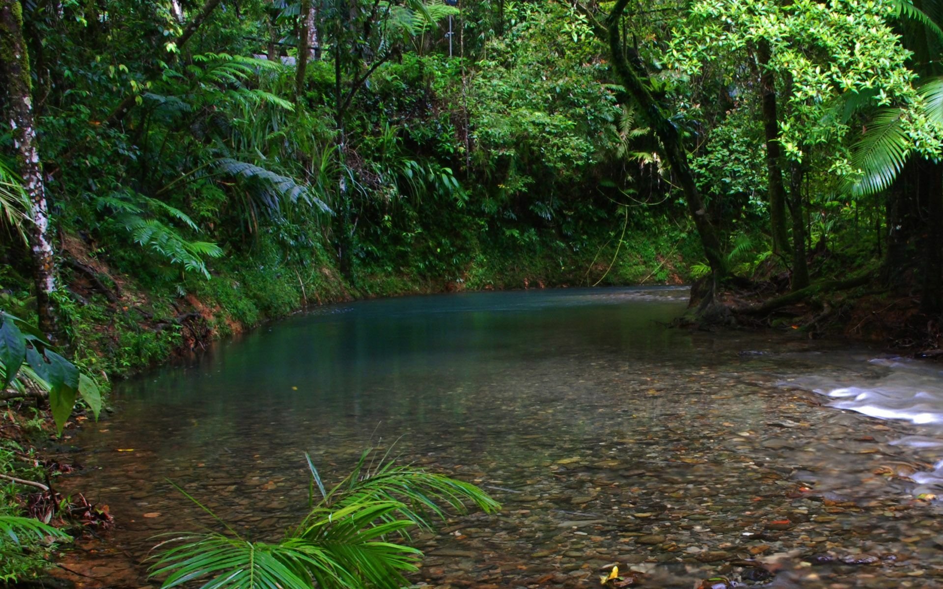 Daintree National Park Australia