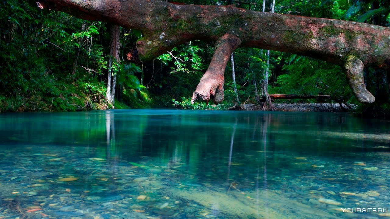 Daintree National Park Australia