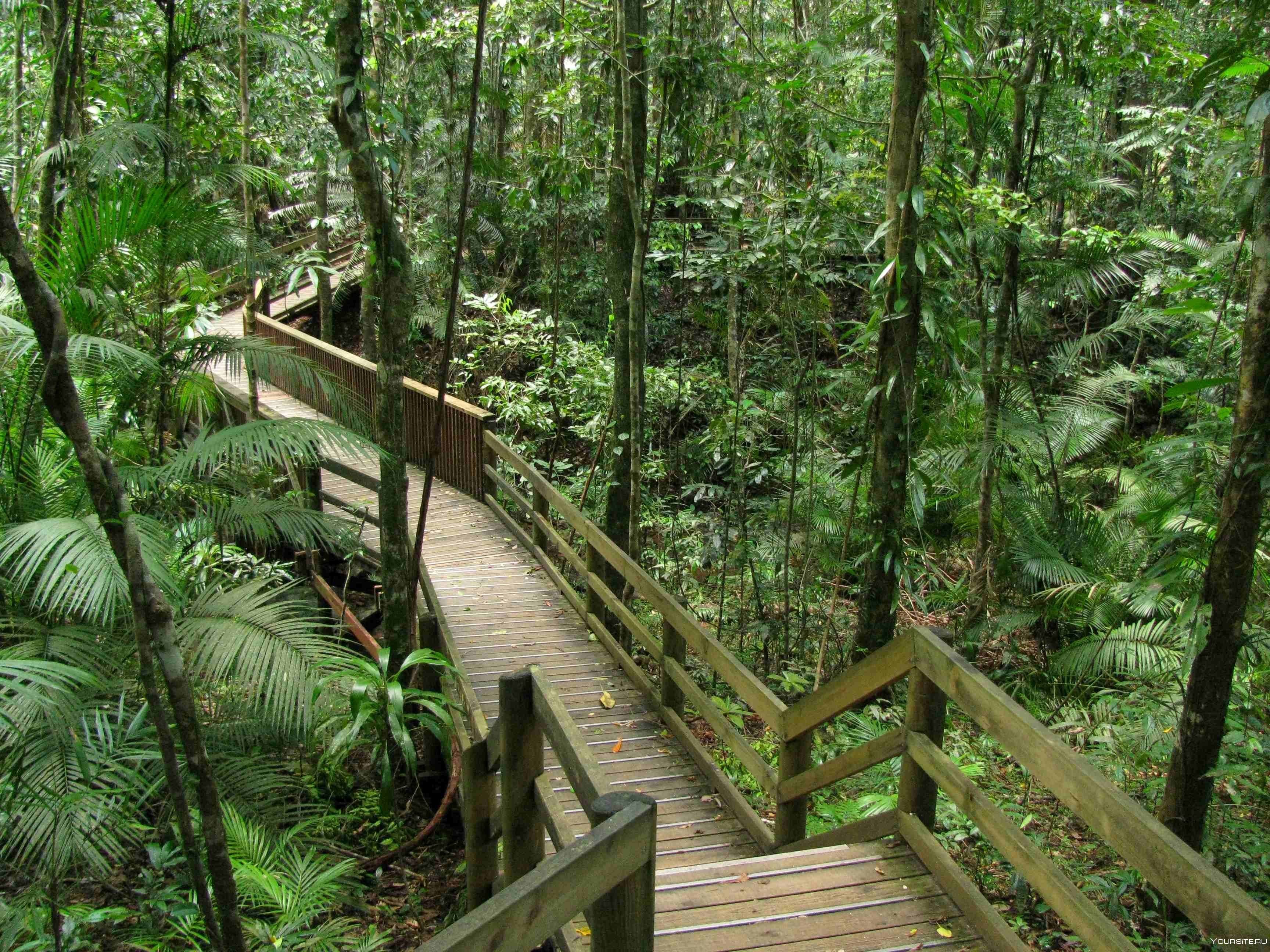 Daintree National Park Australia